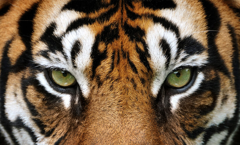Safari park worker in Chile dies in tiger attack