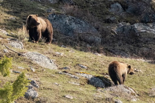 Indiana man survives bear attack in Alaska by deploying bear spray