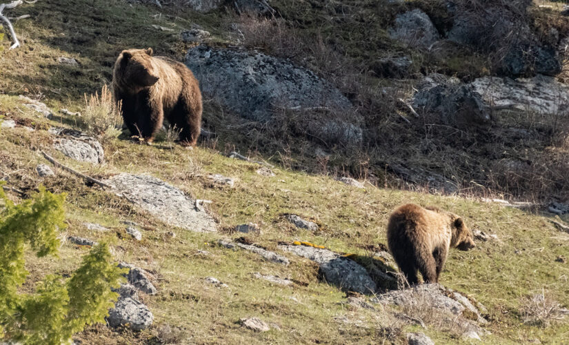 Indiana man survives bear attack in Alaska by deploying bear spray