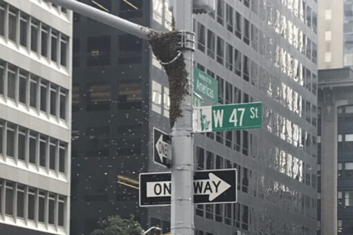 NYC lightpole outside Fox News headquarters swarmed by bees