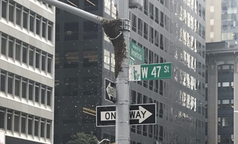 NYC lightpole outside Fox News headquarters swarmed by bees