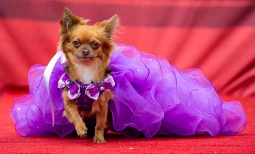 Chihuahua beauty pageant gets more than 800 costumed participants: See the photos
