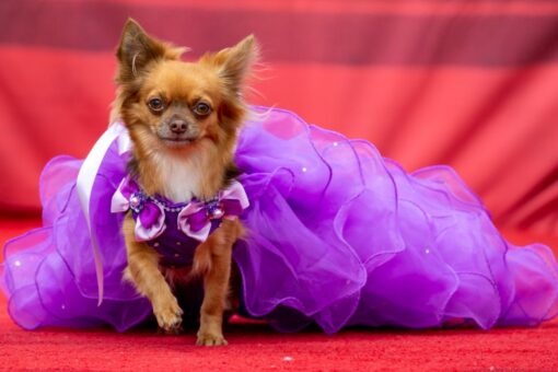 Chihuahua beauty pageant gets more than 800 costumed participants: See the photos