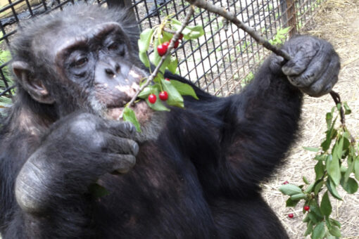 Woman banned from zoo after unhealthy relationship with chimp: ‘He loves me’