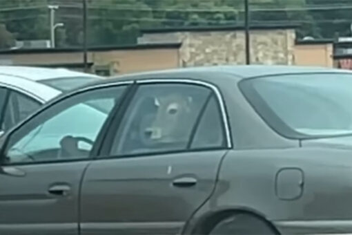 Wisconsin McDonald’s customers shocked by cow in drive-thru