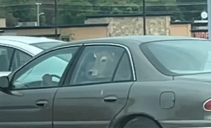 Wisconsin McDonald’s customers shocked by cow in drive-thru