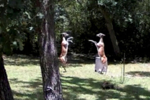 Deer caught boxing each other on Texas homeowner’s security camera