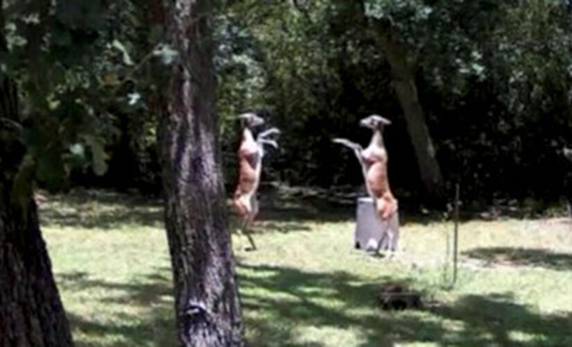 Deer caught boxing each other on Texas homeowner’s security camera