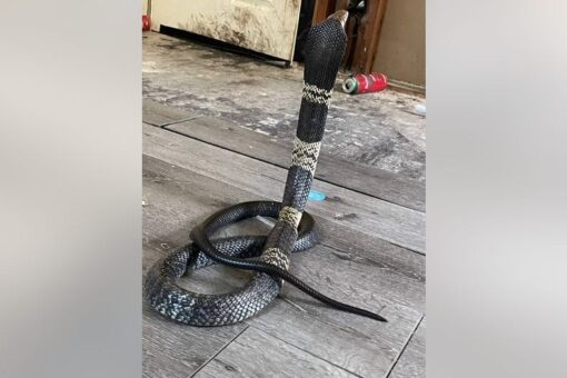 Highly venomous cobra snake missing in Texas town, police warn