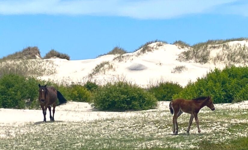 Well-known North Carolina wild horse dies, experts point to extreme temperatures as cause