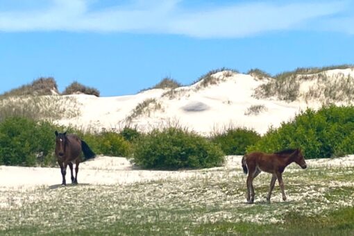 Well-known North Carolina wild horse dies, experts point to extreme temperatures as cause