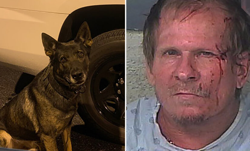 Florida man wanted in car theft tries hiding from K-9 under mattress, gets bit on face