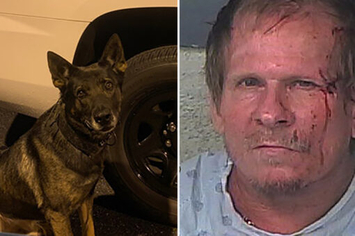 Florida man wanted in car theft tries hiding from K-9 under mattress, gets bit on face