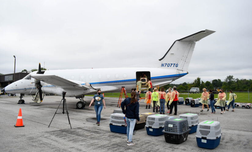 Hurricane Ida forces dogs and cats to be airlifted from Louisiana to shelters across US