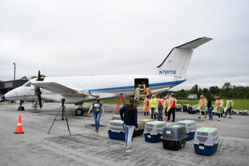 Hurricane Ida forces dogs and cats to be airlifted from Louisiana to shelters across US