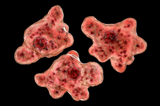 North Carolina child dies from rare brain infection linked to swim in private pond
