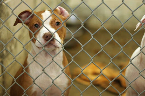 Australian rescue dogs shot over COVID restrictions: report