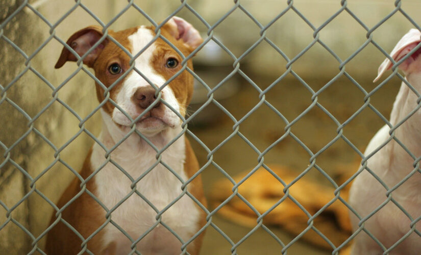 Australian rescue dogs shot over COVID restrictions: report