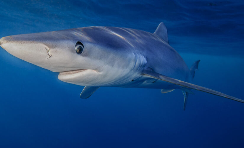Girl injured in suspected shark attack in Maryland