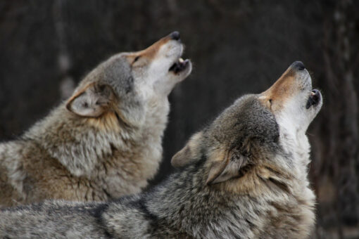 Washington state to kill up to 2 wolves in response to attacks on calves