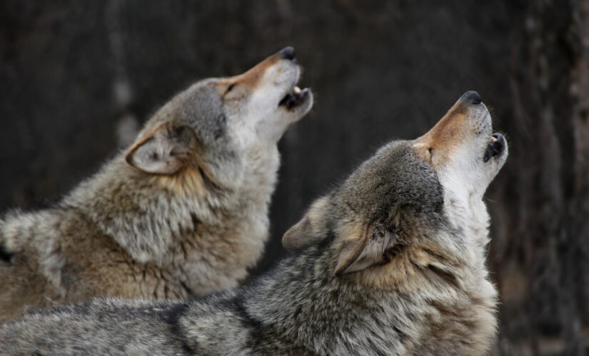 Washington state to kill up to 2 wolves in response to attacks on calves