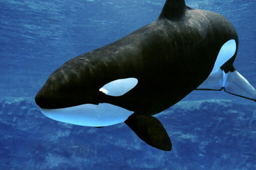 Beloved killer whale at SeaWorld dies suddenly