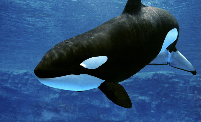 Beloved killer whale at SeaWorld dies suddenly