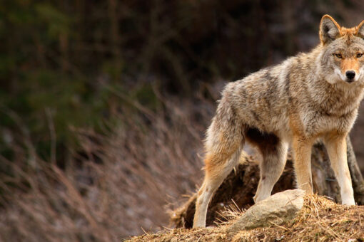 Coyote bites 5-year-old in Canadian park
