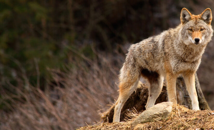 Coyote bites 5-year-old in Canadian park