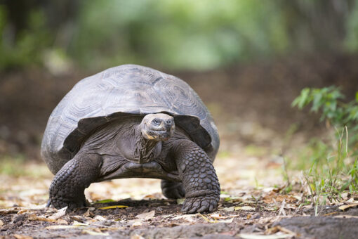 Vegetarian tortoise attacks and eats bird in ‘horrifying’ video