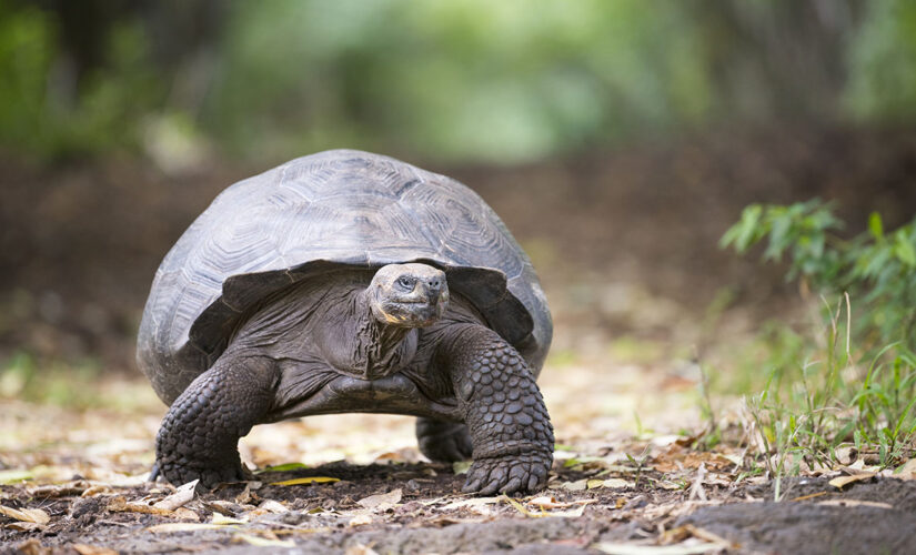 Vegetarian tortoise attacks and eats bird in ‘horrifying’ video