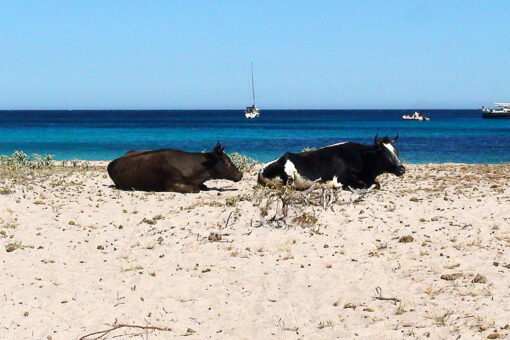 Cow attacks prompt beach closures at popular tourist destination