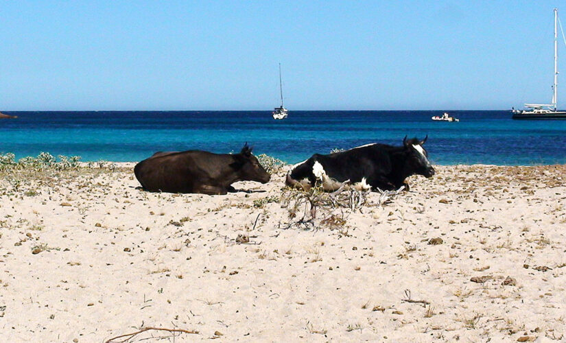 Cow attacks prompt beach closures at popular tourist destination