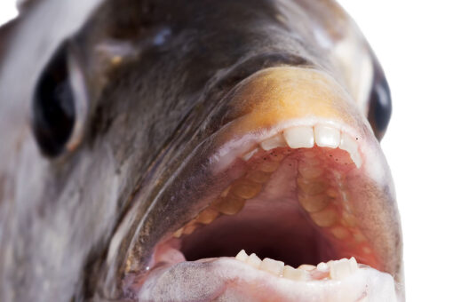 Fish with giant human-looking teeth caught