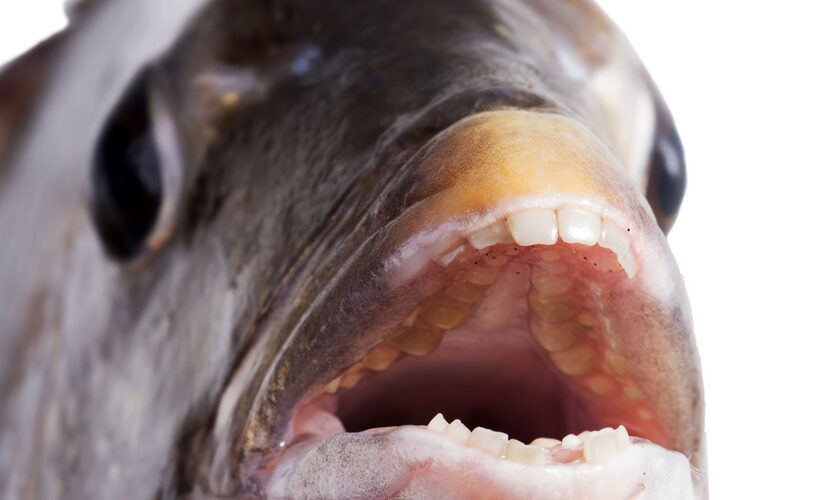 Fish with giant human-looking teeth caught