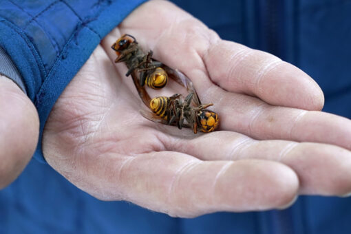 Washington state records first live murder hornet sighting in US
