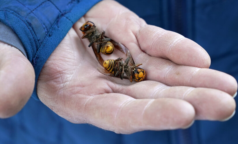 Washington state records first live murder hornet sighting in US