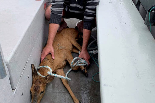 Fisherman catches deer half-mile off coast