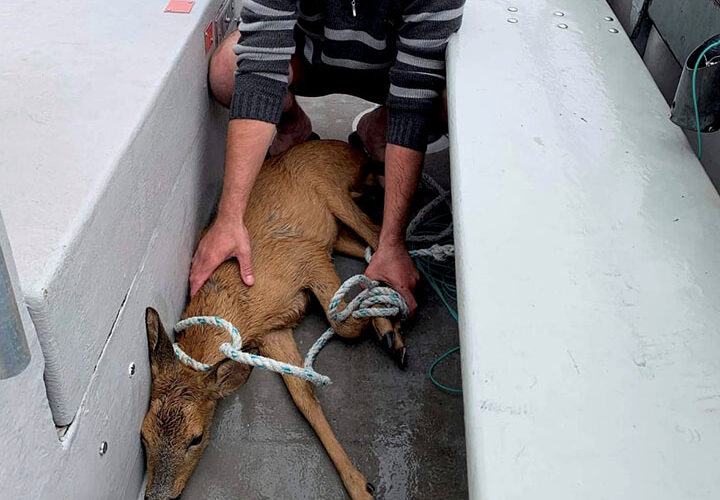 Fisherman catches deer half-mile off coast