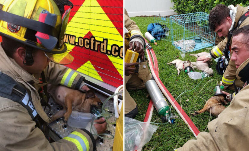 Florida firefighters rescue 7 dogs from burning home, 2 canines in critical condition: fire officials