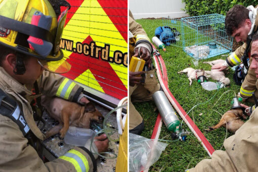 Florida firefighters rescue 7 dogs from burning home, 2 canines in critical condition: fire officials