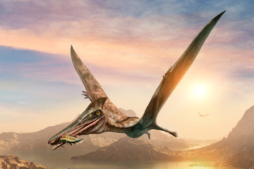 Australian researchers discover country’s largest flying reptile