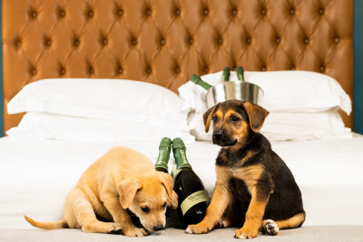 This hotel will deliver puppies and prosecco straight to your room