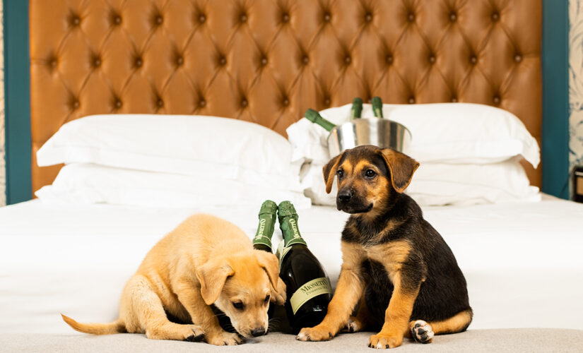 This hotel will deliver puppies and prosecco straight to your room