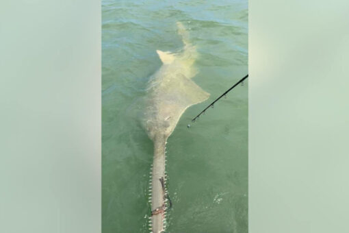 Rare sawfish with rope tied around its mouth reeled in