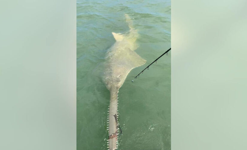 Rare sawfish with rope tied around its mouth reeled in