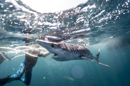 Snorkler swims with shark for over an hour before dolphins scare it off