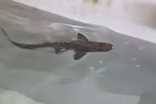 Baby smooth-hound shark could be first confirmed case of asexual reproduction in species