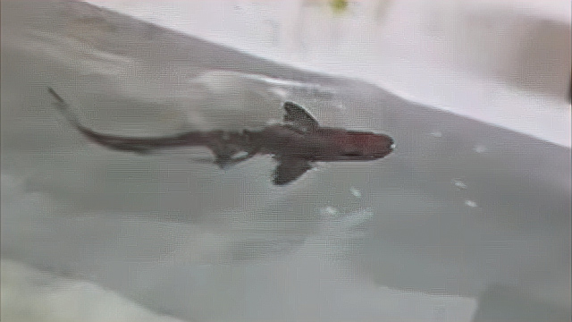 Baby smooth-hound shark could be first confirmed case of asexual reproduction in species