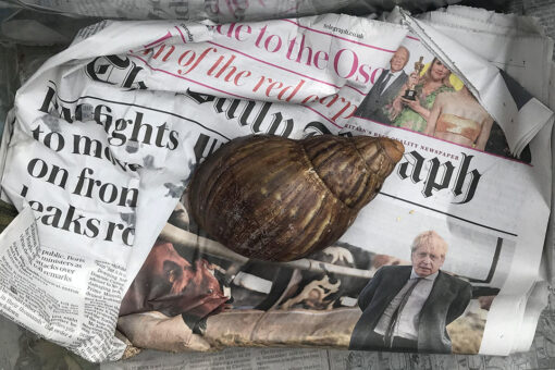 Exotic snail discovered alive in unmarked box in shipping center